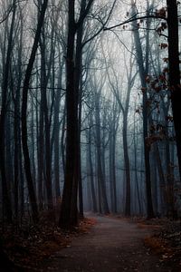 Ein nebliger Wald in der Dunkelheit