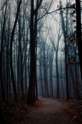 Een mistig bos in het donker
