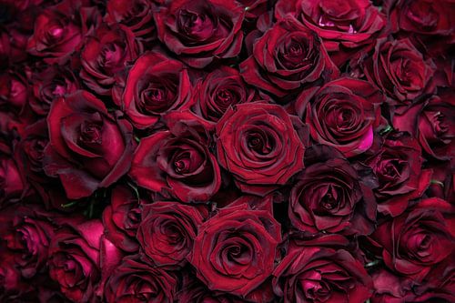 Red Roses by Steffen Gierok