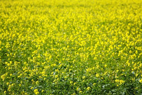 Gele Mosterdzaad Veld