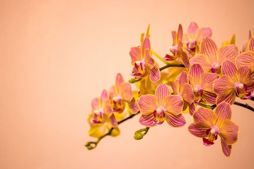 Multi colour orchid by Annick Woldring