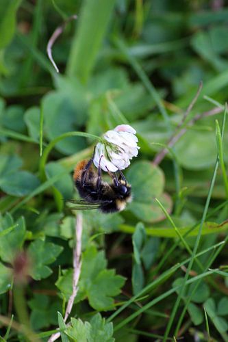 Bumblebee under white clover