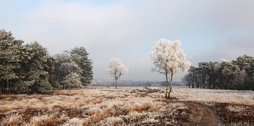 Winters landschap