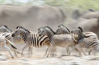 Unrest at the watering hole, Zebras and Elephants