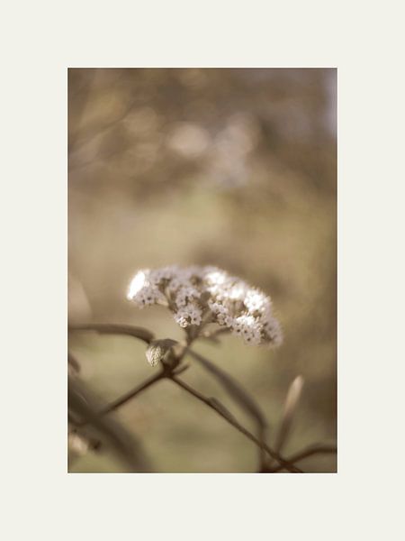 Blossom, it's springtime by @Unique