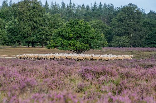 Alle Schafe einsammeln