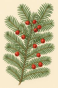 Taxus.Taxusstudie – Arillus & Naaldwerk