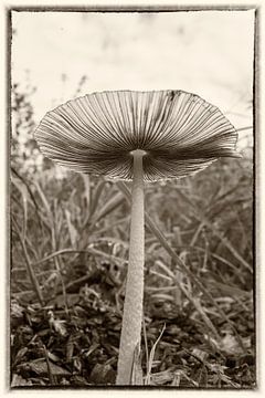 Pilz in Schwarz und Weiß von Hans Vos Fotografie