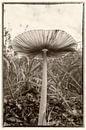 Pilz in Schwarz und Weiß von Hans Vos Fotografie Miniaturansicht