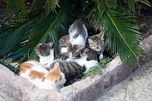 Katzenparadies