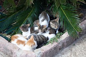 Kattenparadijs