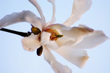 lente bloem van Hubert van Gestel