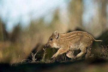 Wildschwein - Frischling ( Sus scrofa ) hat's eilig, rennt durch den Wald von wunderbare Erde