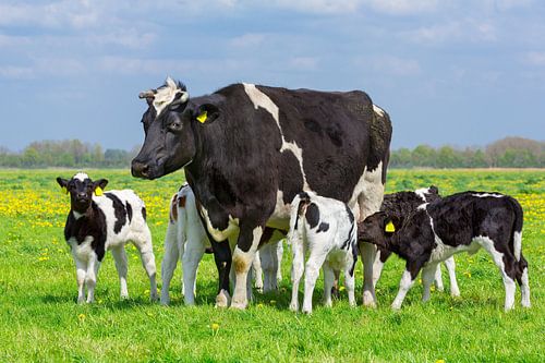 Black and white mother cow with group of calves in green dutch meadow