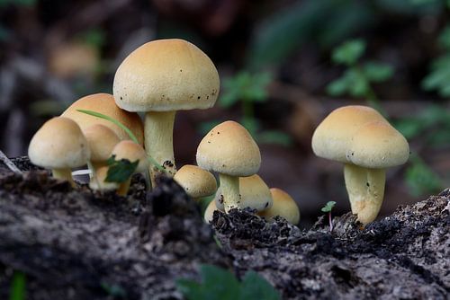 Paddenstoelen de gewone zwavelkop.