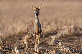Female deer standing on harvested corn field at sunrise