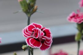 spanish flower by emma de winter