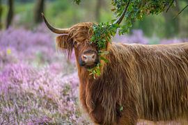 Peek-a-boo! by Jan-Willem Mantel