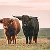 Schotse hooglanders in het avondlicht van Maria-Maaike Dijkstra
