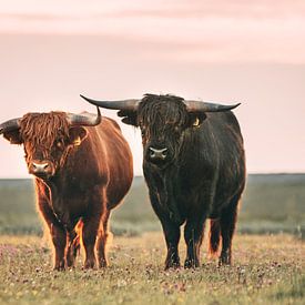 Schotse hooglanders in het avondlicht van Maria-Maaike Dijkstra