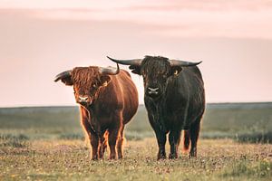 Les Highlanders écossais dans la lumière du soir