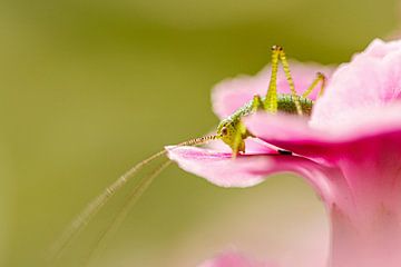 Sprinkhaan op een roze bloem van Jan