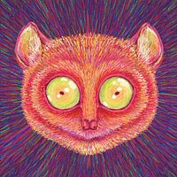Tier Gesicht Tarsier