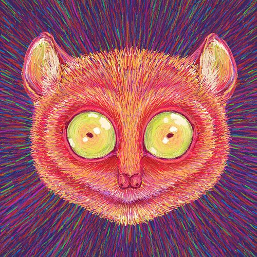 Animal Face   Tarsier