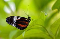 vlindertje in het groen by Bart Hardorff thumbnail