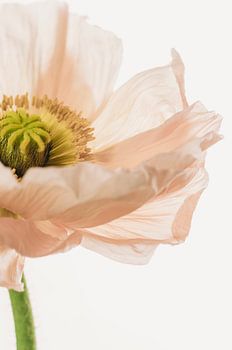 Mohn lachsrosa Nahaufnahme