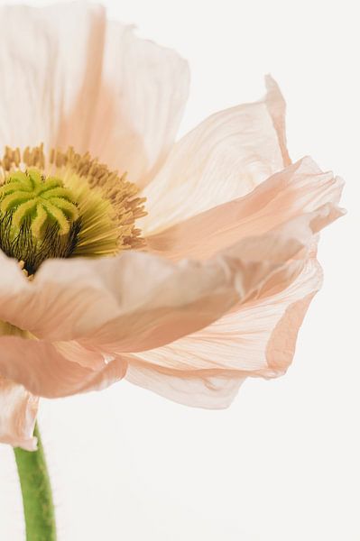 Mohn lachsrosa Nahaufnahme von Mevrouw KiekkieK