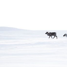 Rentiere in den zerklüfteten Bergen von Schwedisch-Lappland von Milou Hinssen