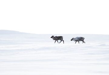 Rentiere in den zerklüfteten Bergen von Schwedisch-Lappland von Milou Hinssen