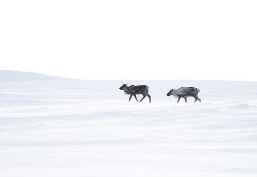 Rendieren in de ruige bergen van Zweeds Lapland