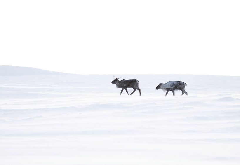 Reindeer in the rugged mountains of Swedish Lapland by Milou Hinssen