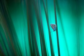 Icarus blue by Judith Borremans Natuurfotografie