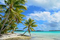 Hangende palmboom op een tropisch strand in de Stille Oceaan van iPics Photography thumbnail