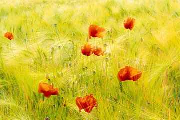 Beauty blooming poppies in ripe cornfield by Dieter Walther