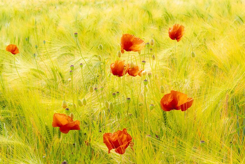 Schoonheid bloeiende klaprozen in rijp korenveld van Dieter Walther