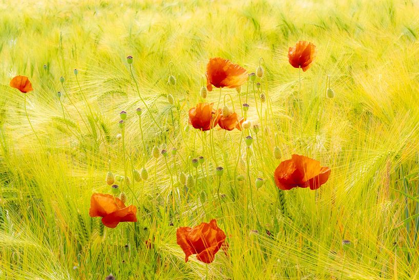 Beauté des coquelicots fleuris dans un champ de maïs mûr par Dieter Walther