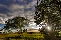 ondergaande zon in Haagse Beemdenbos