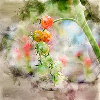 Tomatoes, ripe and green