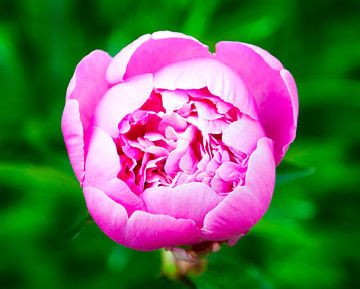 Roze bloem van Anita Hermans