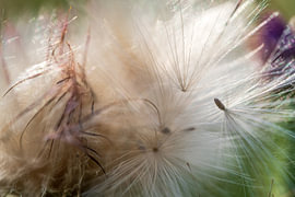 Flaumige Ackerdistel nach der Blüte