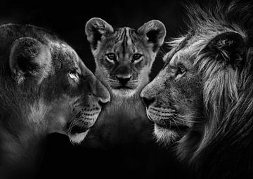 Une famille de lions sur Bert Hooijer