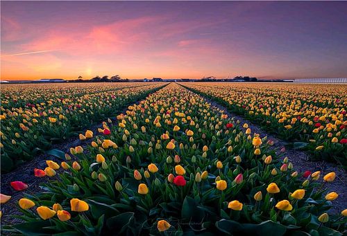 Tulpen op het land. Rood, Geel en gemende kleuren