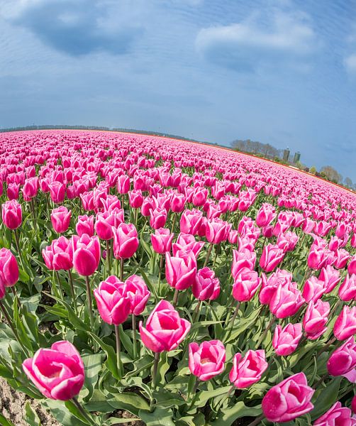 Tulips on summer day by Peter de Jong