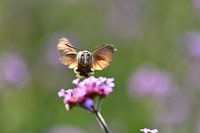 Ich sehe sie fliegen