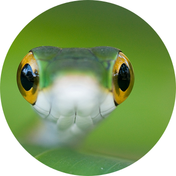 Groene spitsneusslang close-up van AGAMI Photo Agency