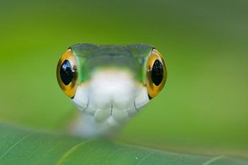 Green vine snake close-up by AGAMI Photo Agency
